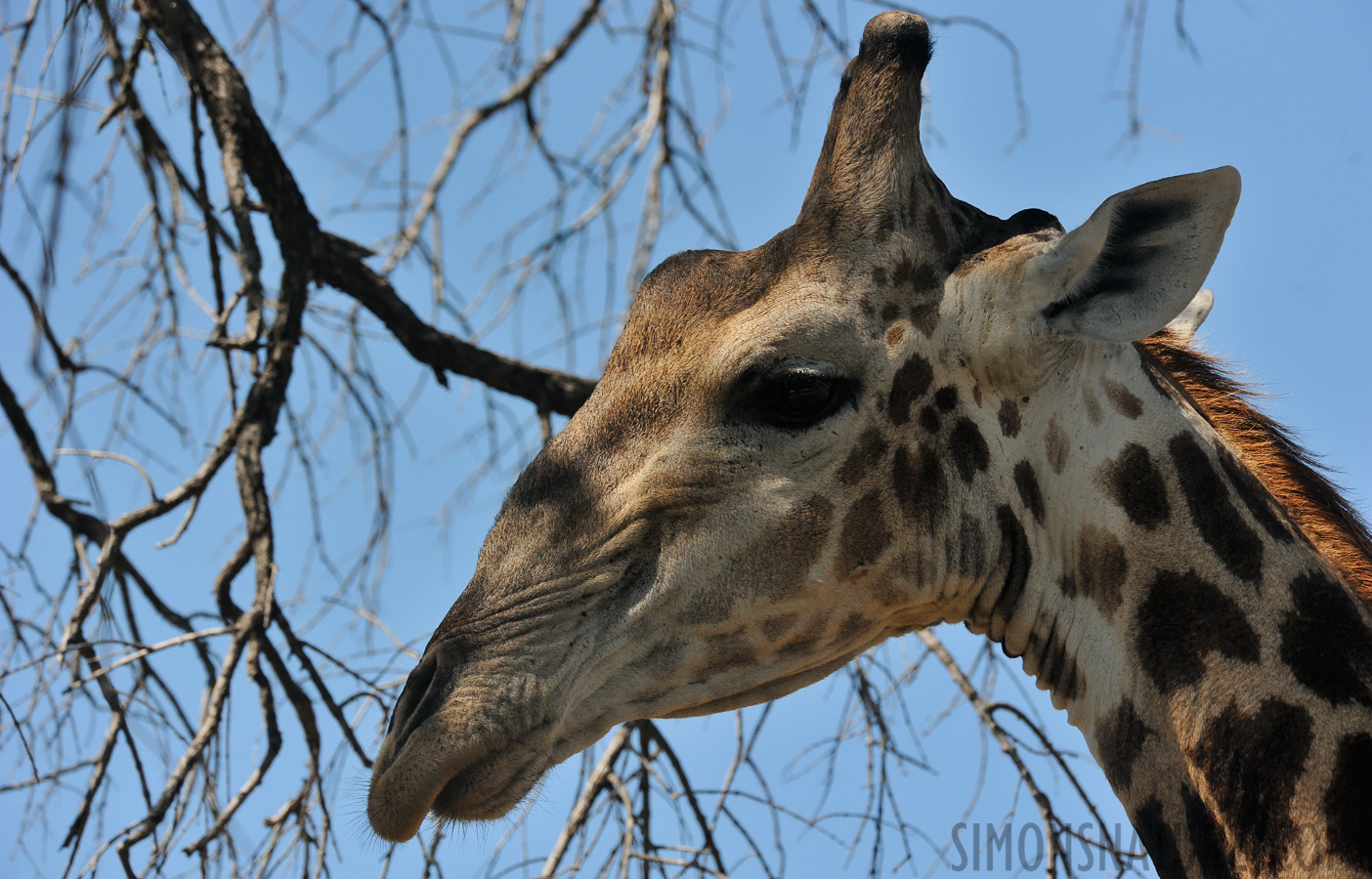 Giraffa giraffa giraffa [390 mm, 1/3200 sec at f / 8.0, ISO 1600]